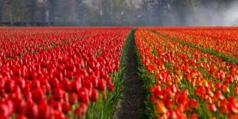 tulips-21690_1920.jpg