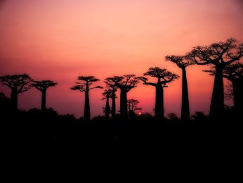 baobabs-2708289_1.jpg