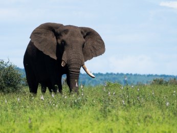 elephant-2233368_1920-(1).jpg