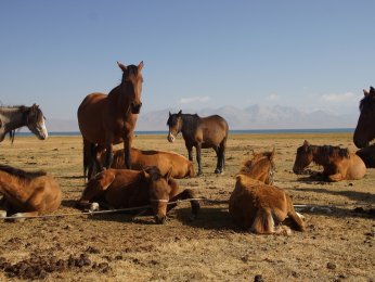 kyrgyzstan-3738064_1920-(2)_1.jpg