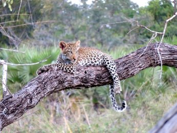 leopard-1021486_1280.jpg