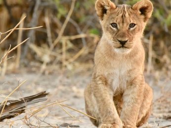 lion-4268869_1.jpg