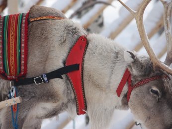 reindeer-5039045_1.jpg