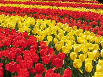 tulips-1235731_1920.jpg