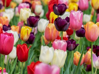 tulips-g60f574292_1920.jpg