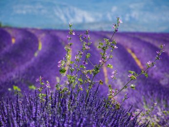 valensole.jpg