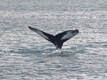 whale-4498372_1920.jpg