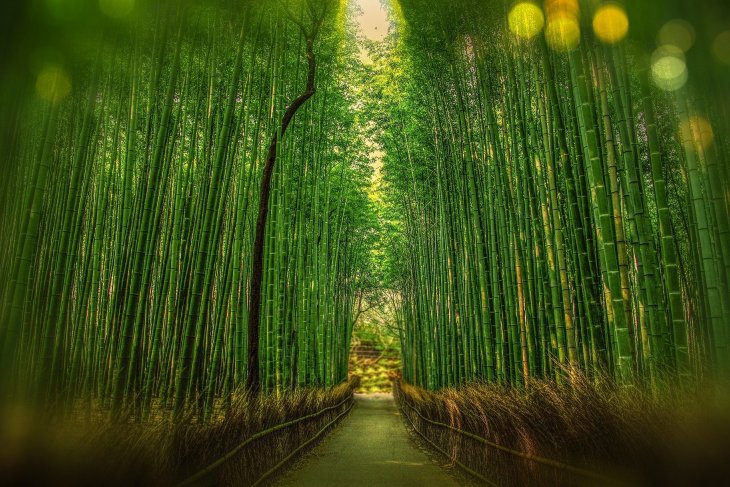 FORESTA-DI-BAMBU.jpg