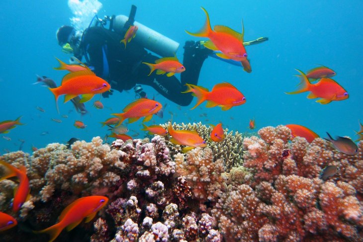 SCUBA-DIVING_1.jpg