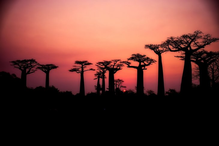 baobabs-2708289_2.jpg