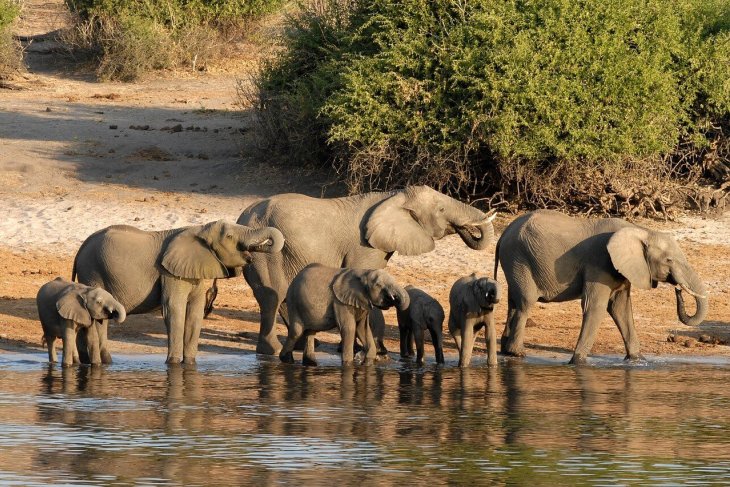 botswana-693439_1280.jpg
