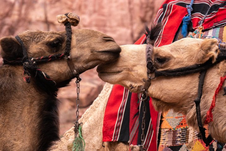 camels-4945676_1920.jpg