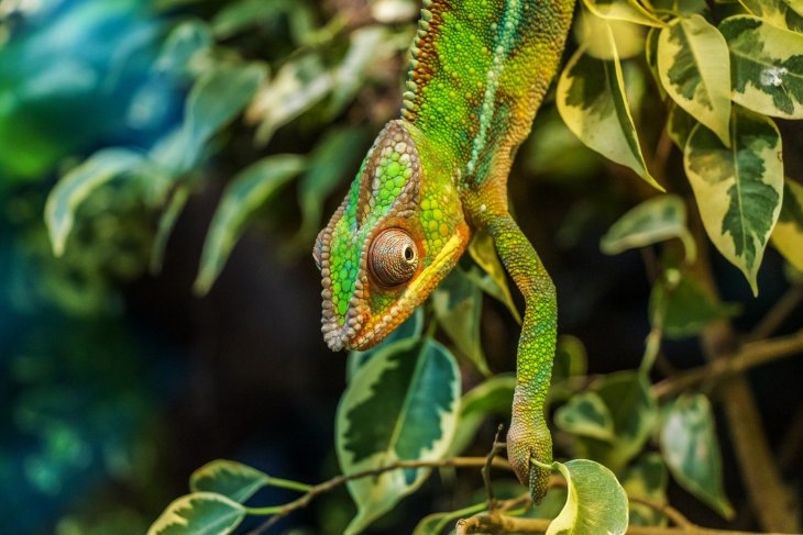 chameleon-384964_1920.jpg