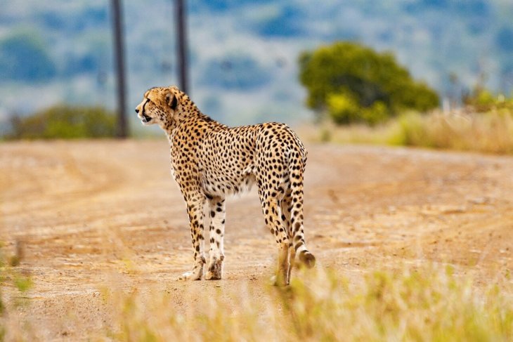 cheetah-5689870_2.jpg