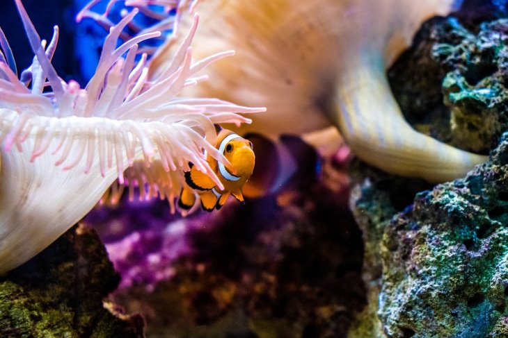 clown-fish-2183407_1920.jpg