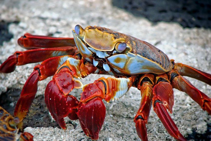crab-298346_1.jpg