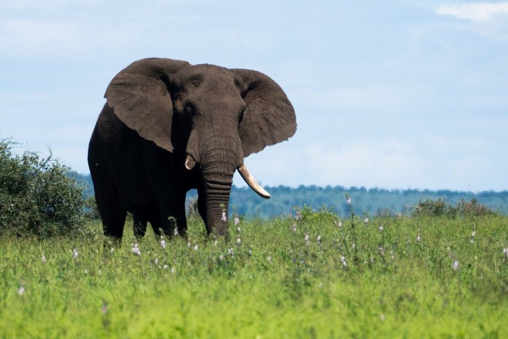 elephant-2233368_1.jpg