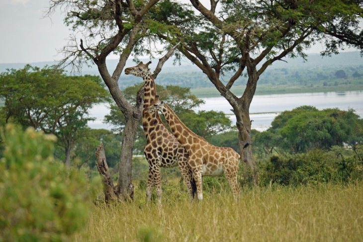 giraffes-1416574_1920.jpg