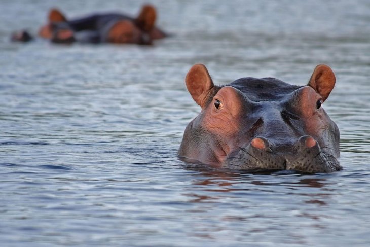 hippo-515027_1280.jpg
