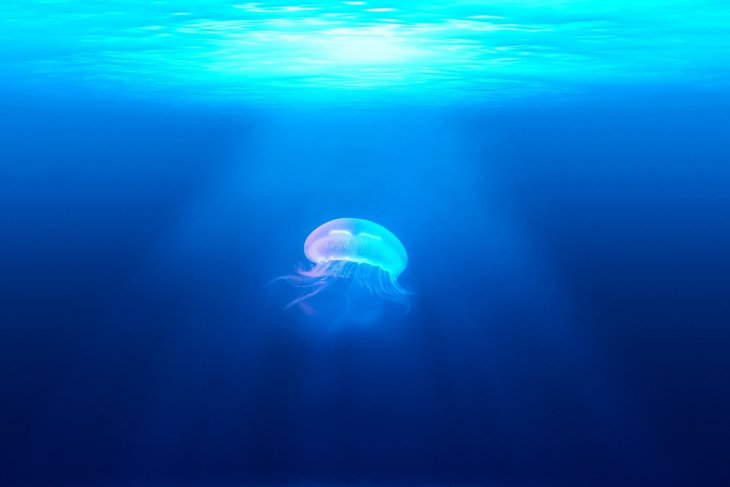 jellyfish-931886_1920.jpg