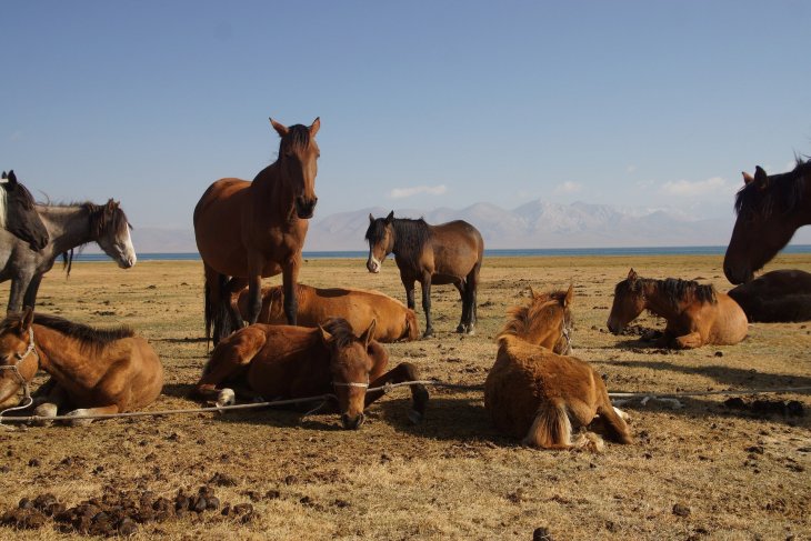 kyrgyzstan-3738064_1920-(2)_2.jpg