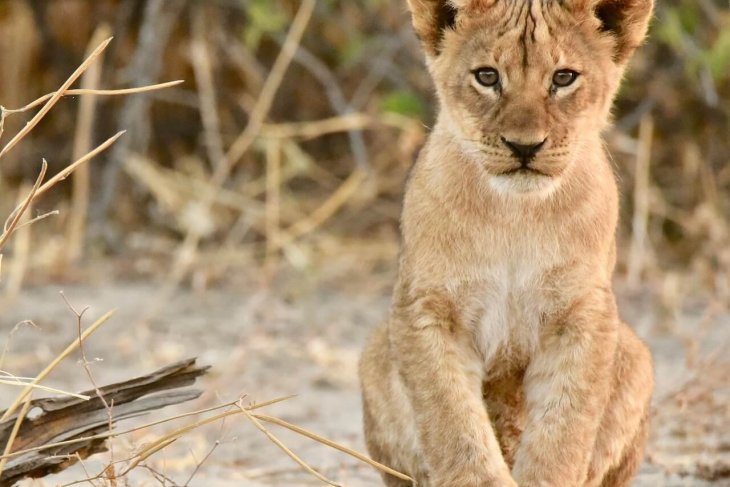 lion-4268869_1280.jpg