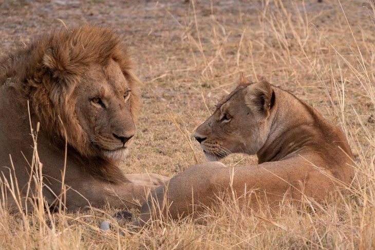 lion-8225638_1280.jpg