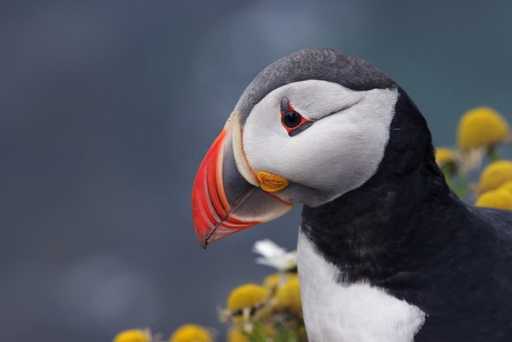 puffin-5759684_1920.jpg
