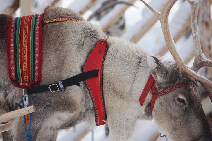 reindeer-5039045_1280.jpg