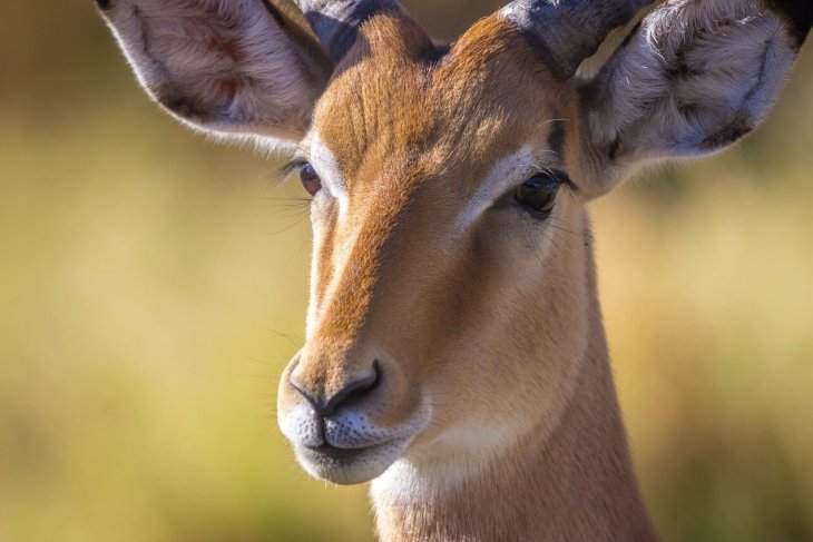 safari-5013531_1280.jpg