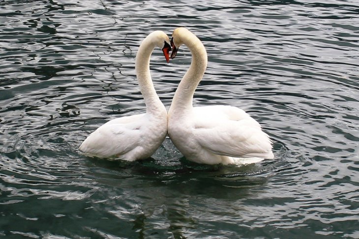 swans-342887_1920.jpg