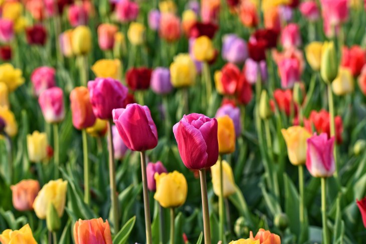 tulip-3345355_1.jpg