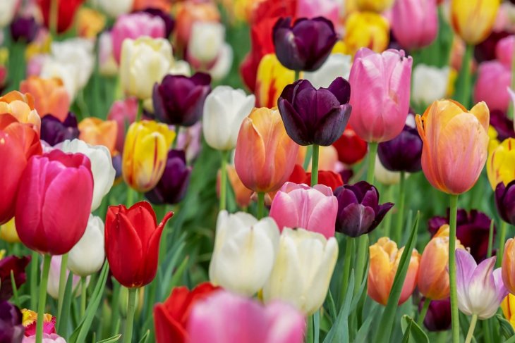 tulips-g60f574292_1.jpg